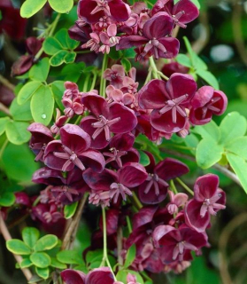 Akebia quinata